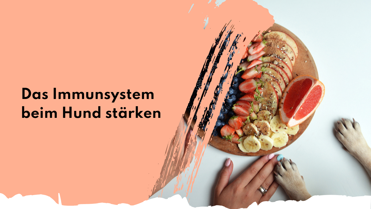 Das Immunsystem deines Hundes stärken – so geht‘s Bowl mit Früchten und gesunder Nahrung für das Immunsystem
