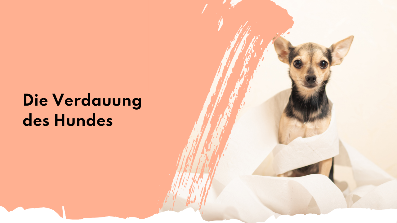 Verdauung beim Hund | people who kaer