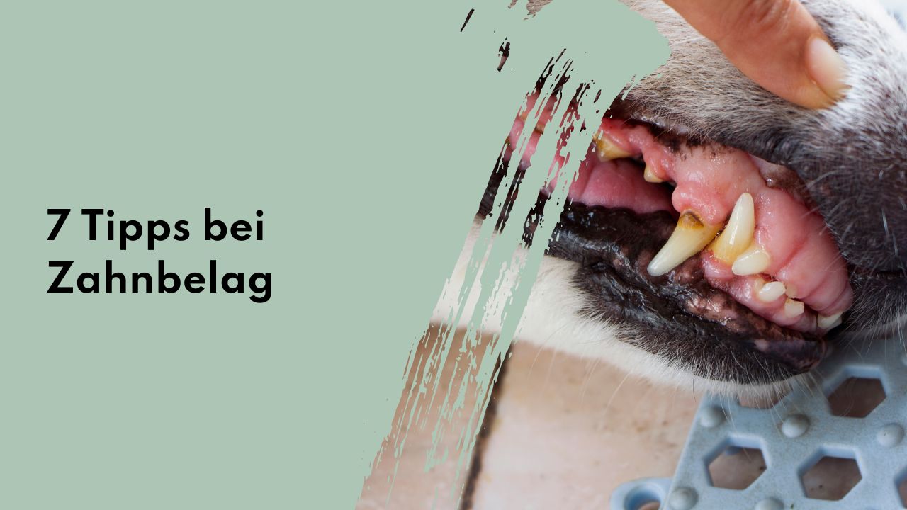 Tipps gegen Zahnbelag bei Hunden Hundezähne mit gelbem Zahnbelag