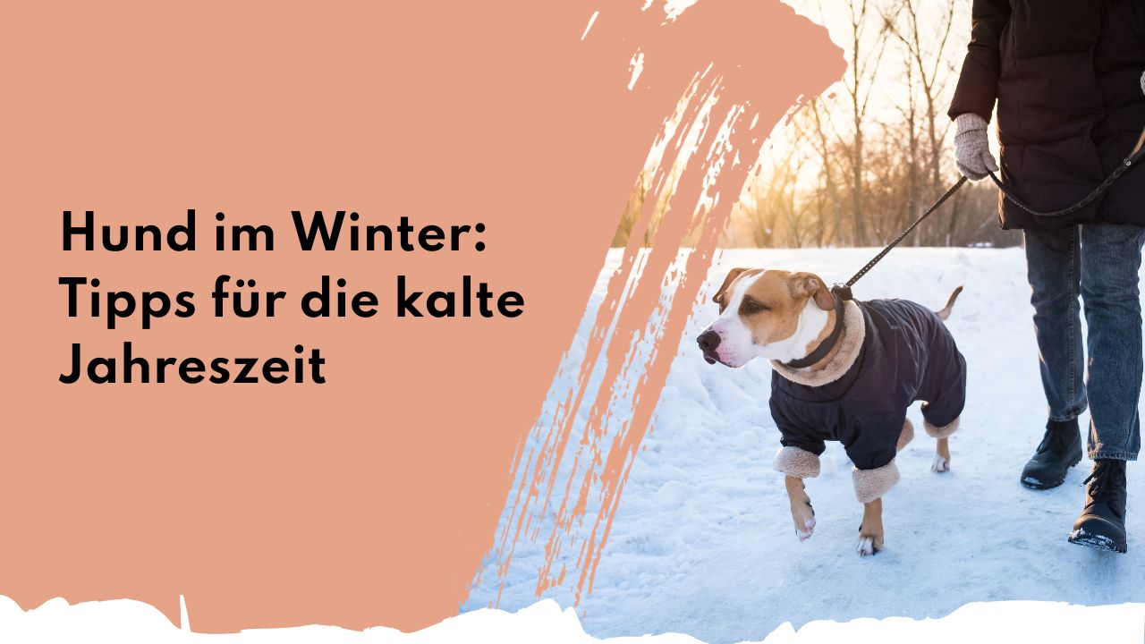 Hund im Winter: Tipps für die kalte Jahreszeit | people who kaer Hund im Winter: Tipps für die kalte Jahreszeit | people who kaer