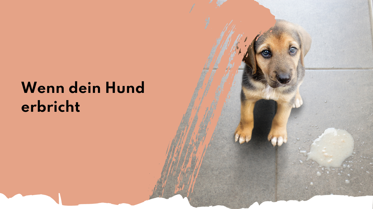 Wenn dein Hund erbricht | people who kaer Wenn dein Hund erbricht | people who kaer