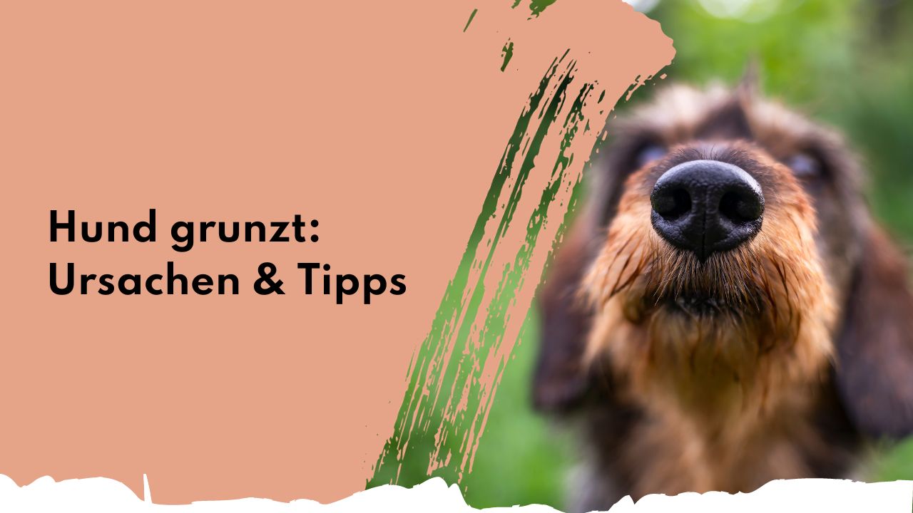 Hund grunzt: Mögliche Ursachen & was du tun kannst | people who kaer