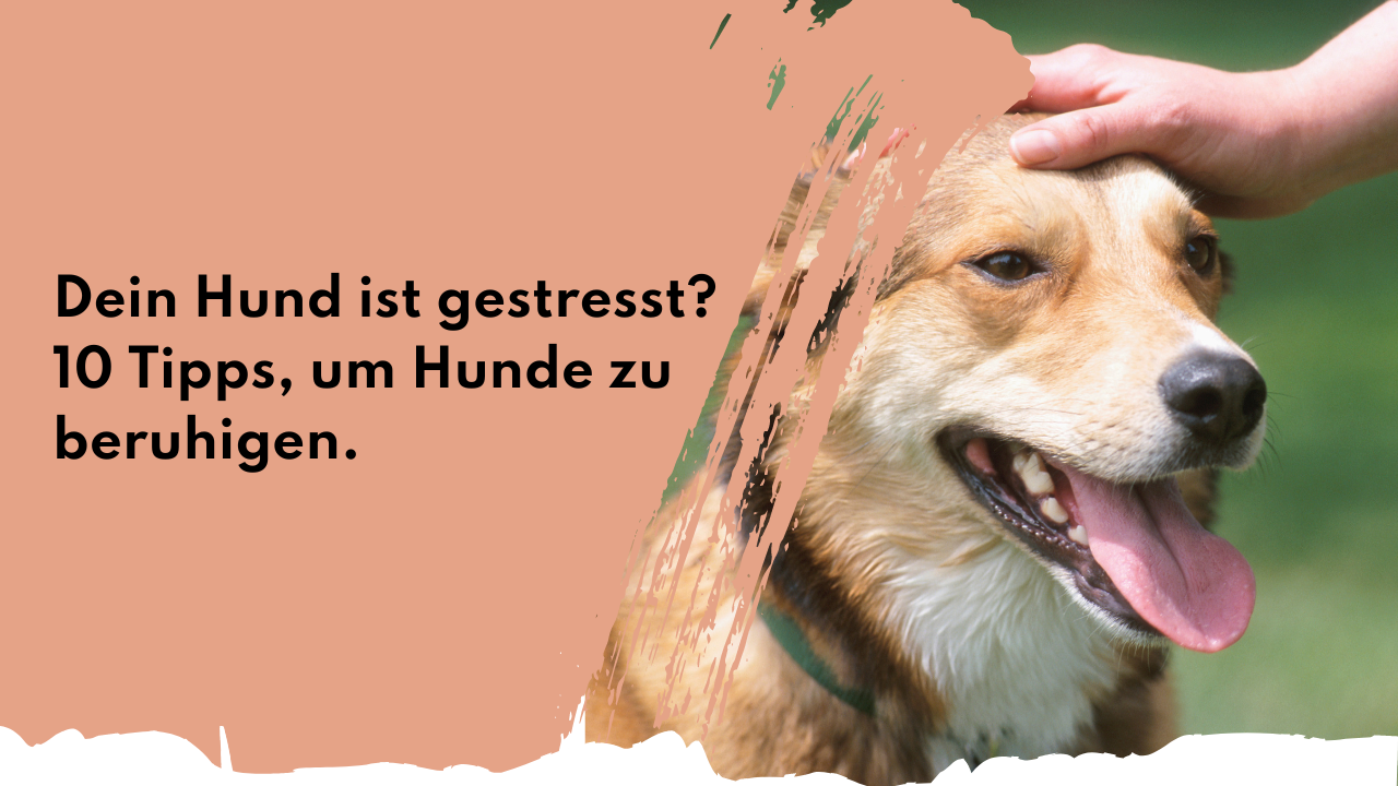 10 Tipps, um Hunde zu beruhigen | people who kaer 10 Tipps, um Hunde zu beruhigen | people who kaer