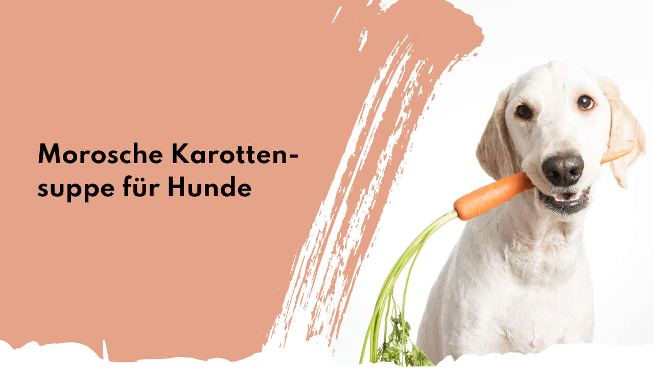 Morosche Karottensuppe für Hunde | people who kaer Morosche Karottensuppe für Hunde | people who kaer