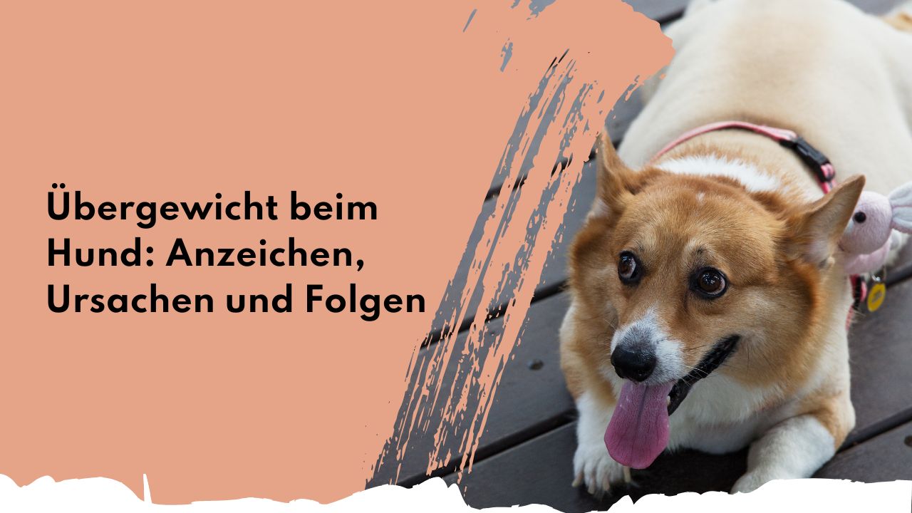 Übergewicht beim Hund: Anzeichen, Ursachen und Folgen Übergewicht beim Hund: Anzeichen, Ursachen und Folgen