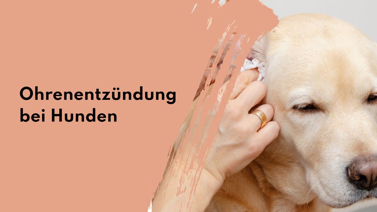 Ohrenentzündung bei Hunden - Ursachen und Hilfe Ohrenentzündung Hund