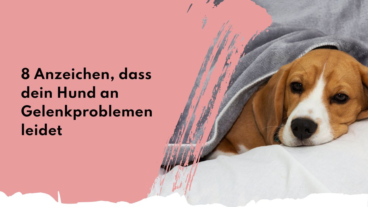 8 Anzeichen, dass dein Hund an Gelenkproblemen leidet People Who Kaer 3 Anzeichen für Gelenkprobleme