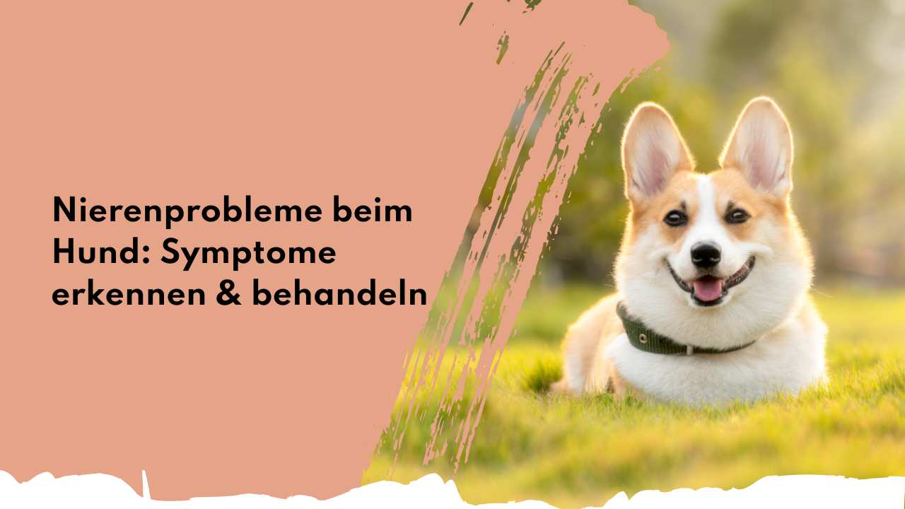 Nierenprobleme beim Hund: Symptome erkennen und behandeln | people who kaer Nierenprobleme beim Hund: Symptome erkennen und behandeln | people who kaer
