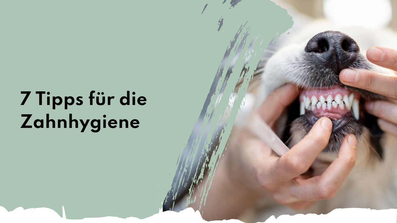 Zahnhygiene für Hunde: Die 7 besten Tipps für gesunde Zähne Zahnhygiene bei Hunden