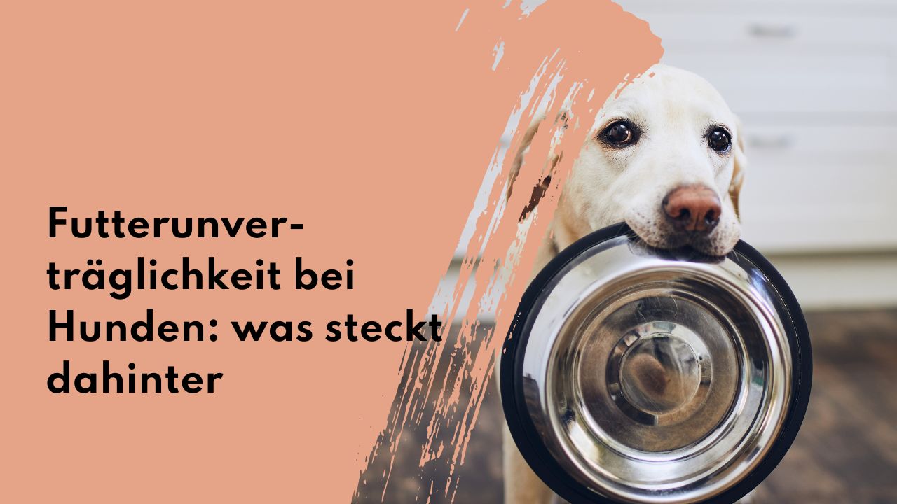 Futterunverträglichkeit beim Hund erkennen & handeln – Ursachen und Symptome Hund Futterunverträglichkeit