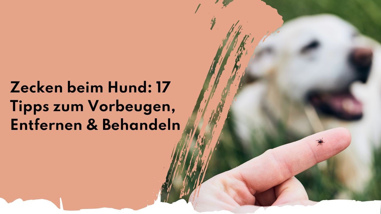 Zecken beim Hund: 17 Tipps zum Entfernen & Behandeln | people who kaer Zecken beim Hund: 17 Tipps zum Entfernen & Behandeln | people who kaer