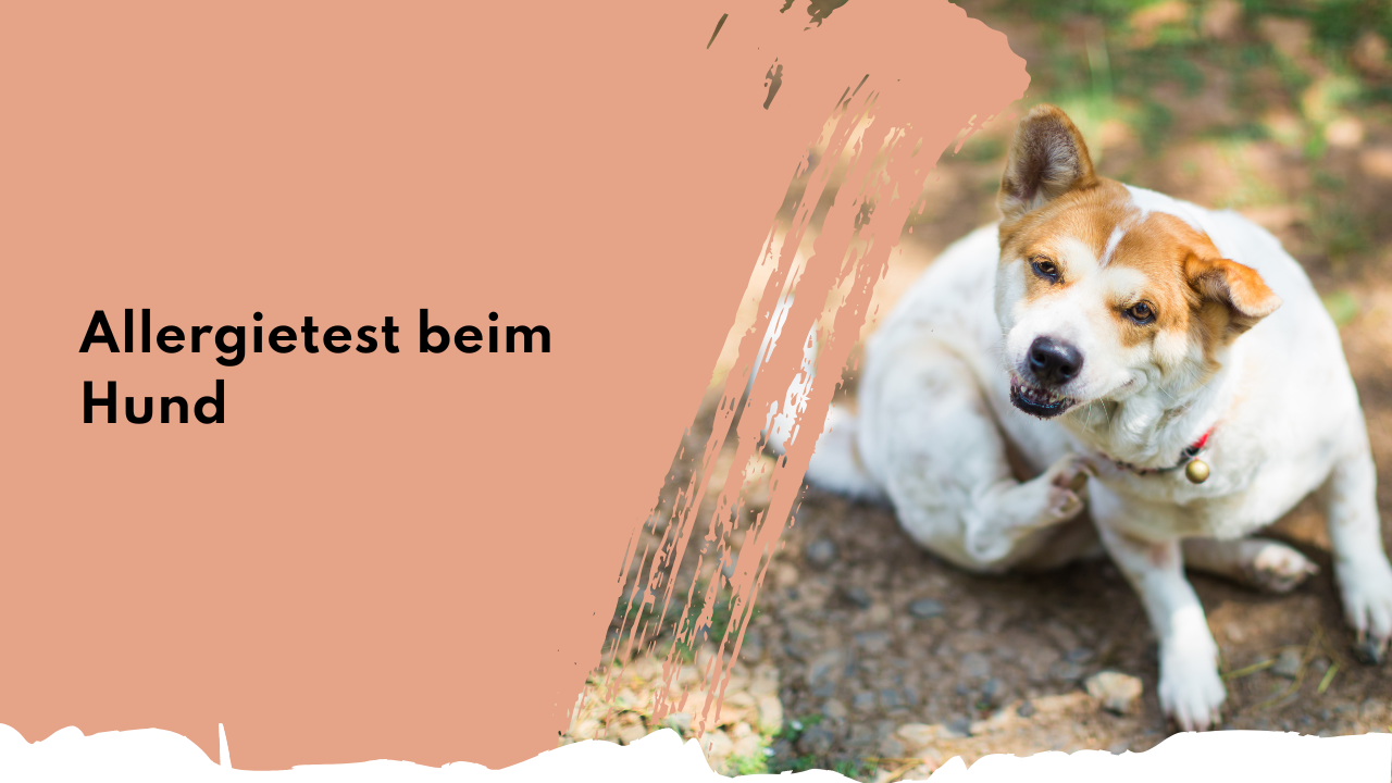 Allergietest beim Hund | people who kaer Allergietest beim Hund | people who kaer