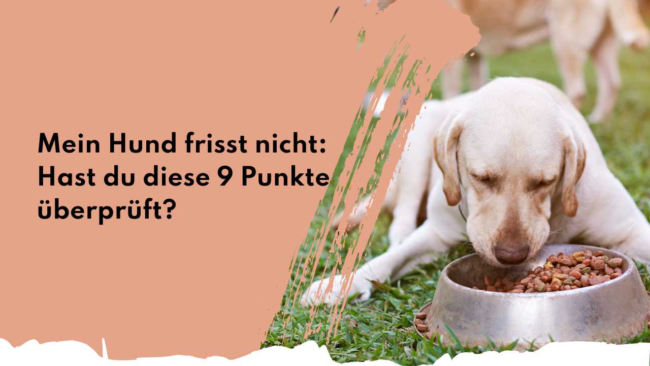 Mein Hund frisst nicht: Hast du diese 9 Punkte überprüft? | people who kaer