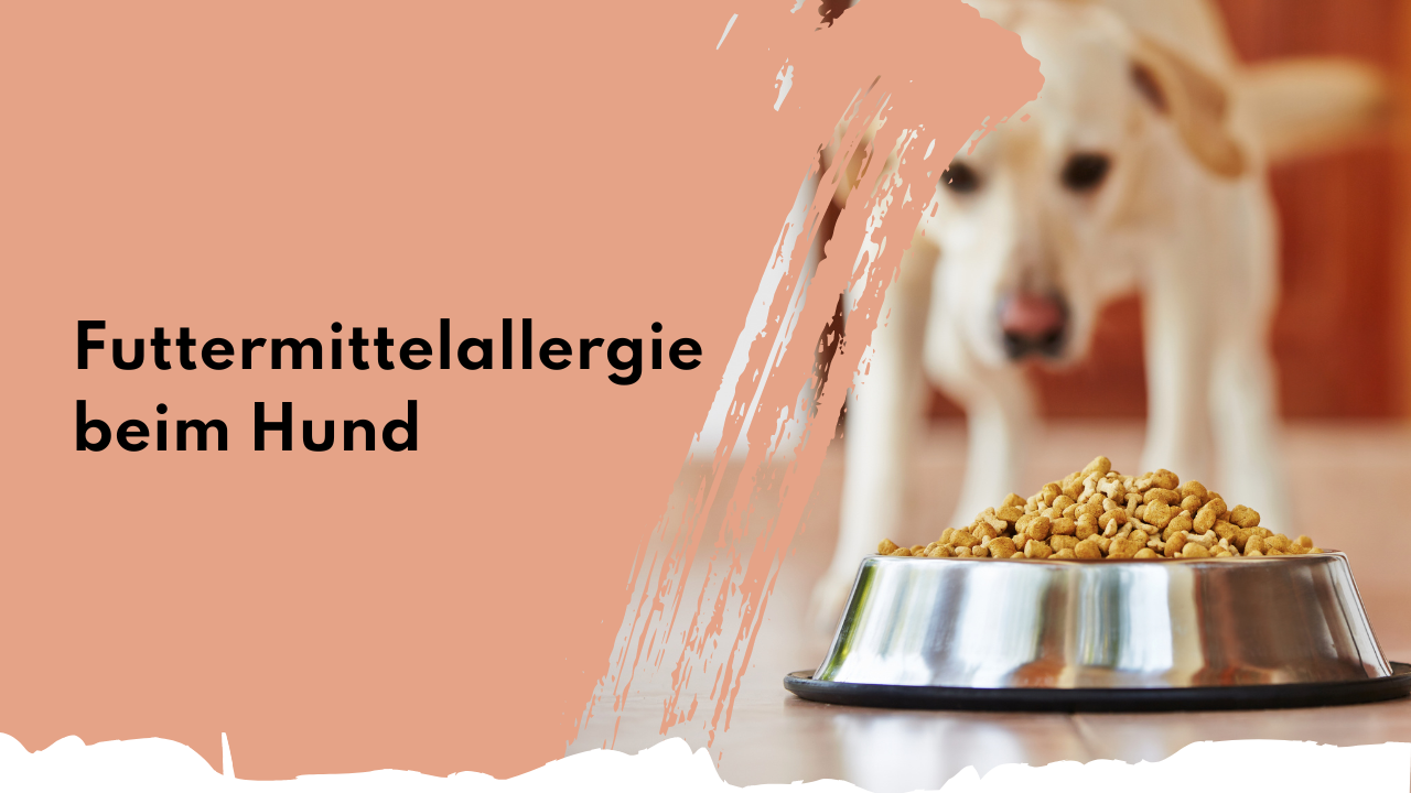 Futtermittelallergie beim Hund | people who kaer Futtermittelallergie beim Hund | people who kaer