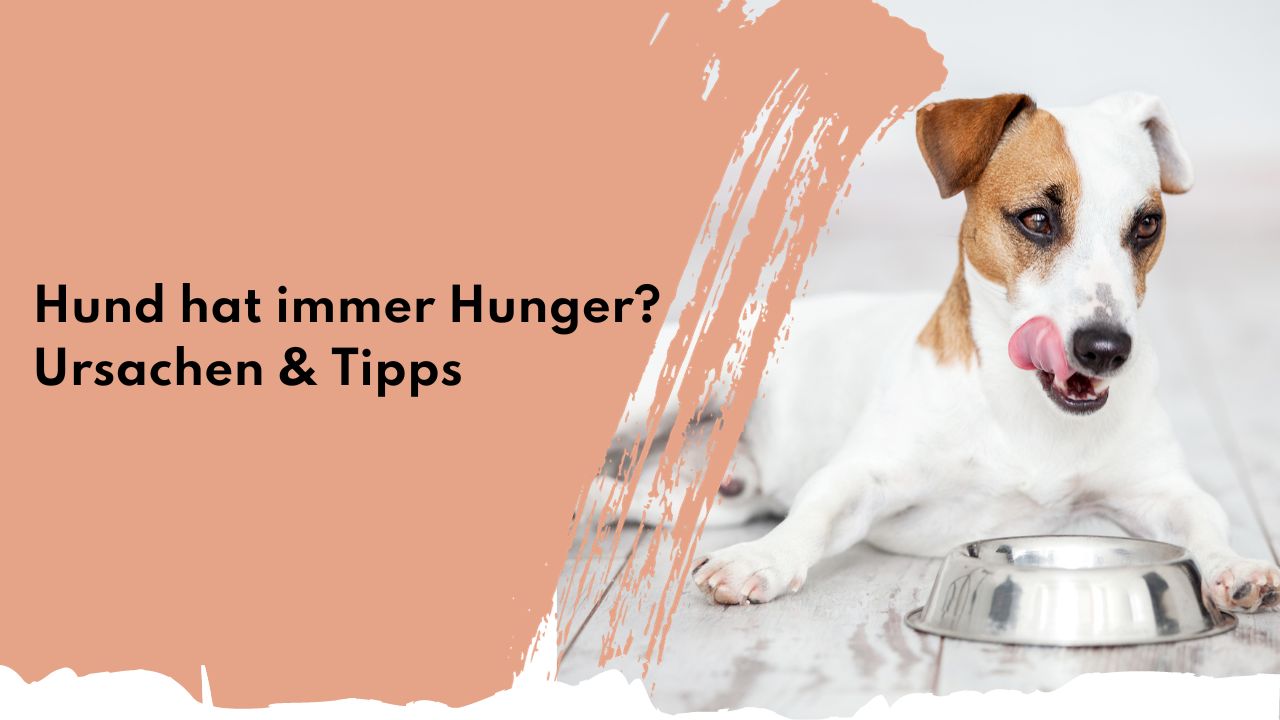 Hund hat immer Hunger? Ursachen & Tipps | people who kaer Hund hat immer Hunger? Ursachen & Tipps | people who kaer