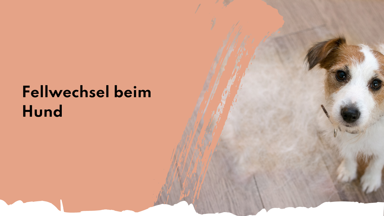 Fellwechsel beim Hund | people who kaer Fellwechsel beim Hund | people who kaer