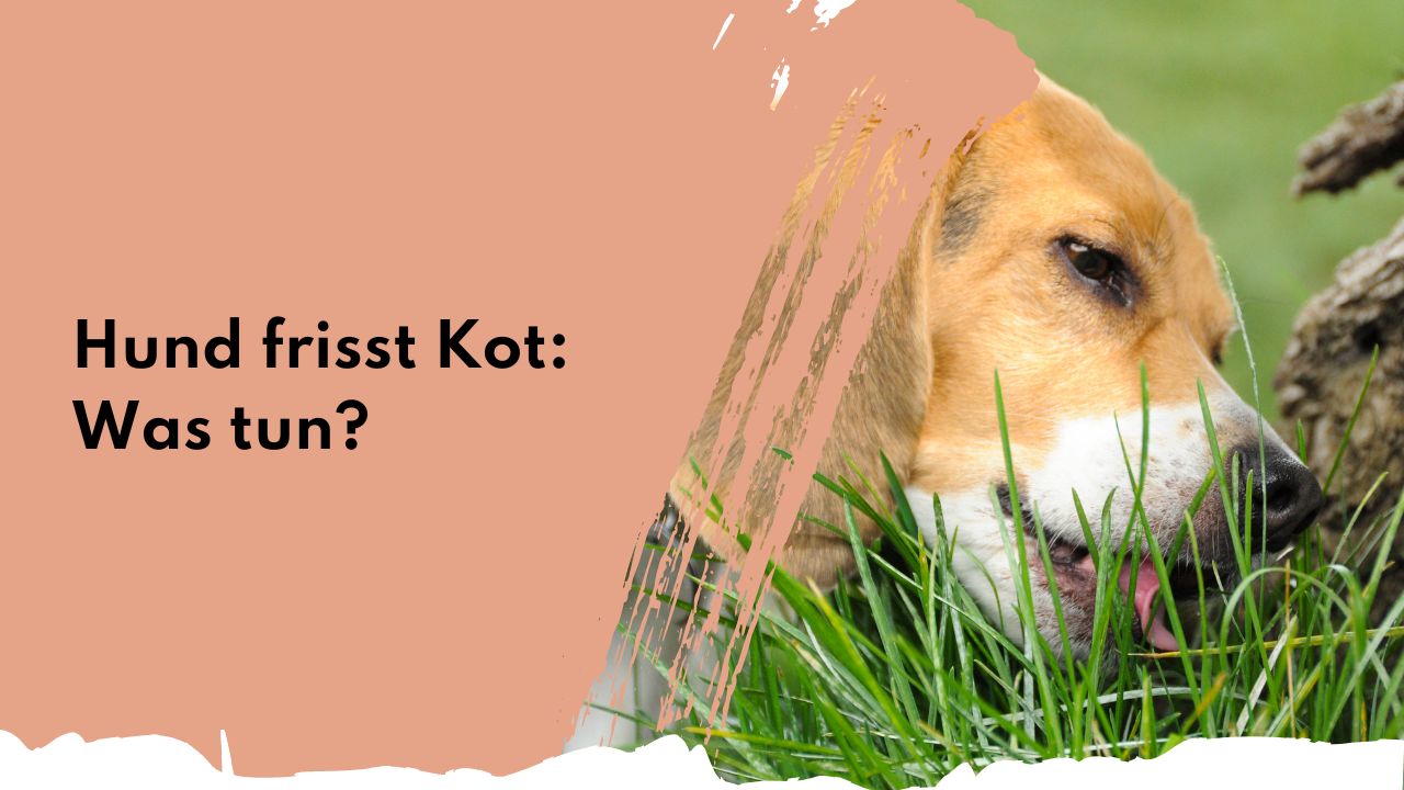 Hund frisst Kot: Was tun? | people who kaer Hund frisst Kot: Was tun? | people who kaer