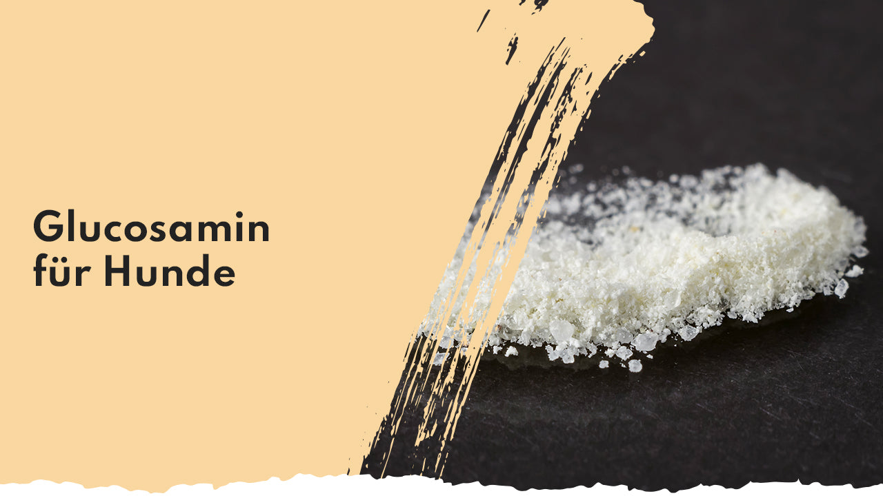 Glucosamin für Hunde - unerlässlicher Bestandteil der Gelenke People Who Kaer Glucosamin für Hunde