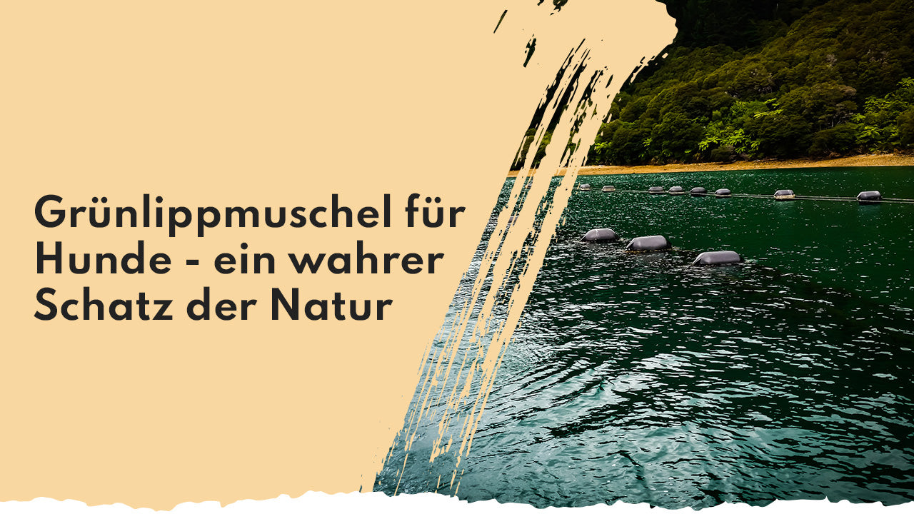 Neuseeländische Grünlippmuschel für Hunde People Who Kaer Neuseeländische Grünlippmuscheln im Meer