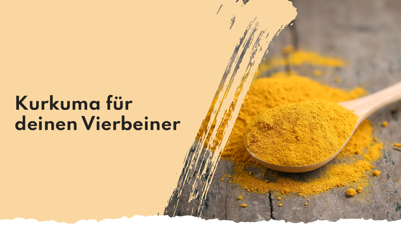 Kurkuma für Hunde - effektiver Wirkstoff bei Gelenkproblemen People Who Kaer Kurkuma für Hunde