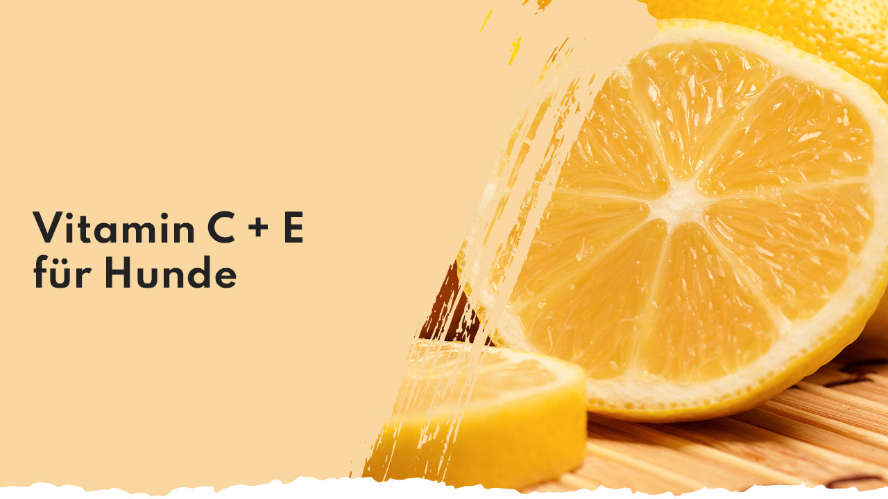 Vitamin C und E in der Hundeernährung People Who Kaer Vitamin C und E für Hunde