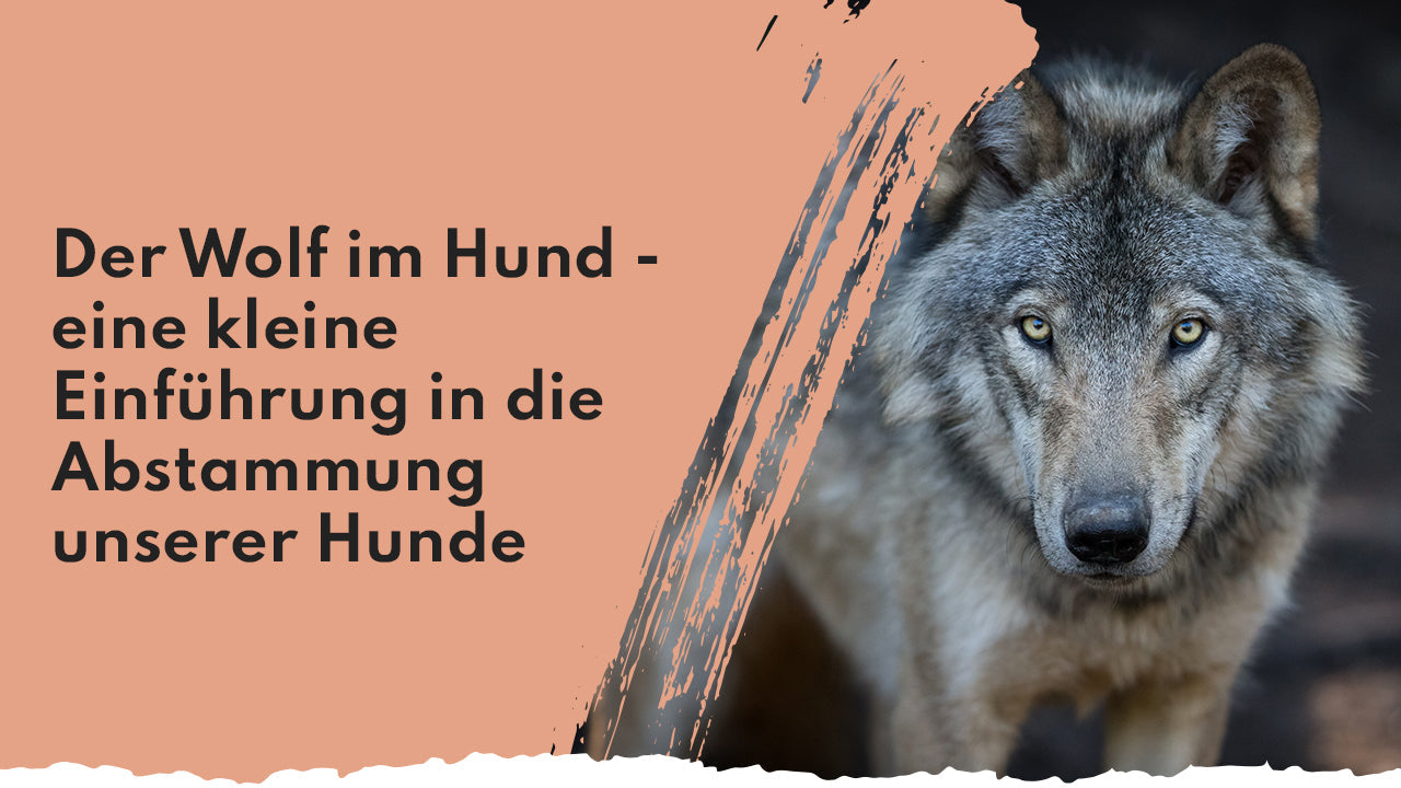 Der Wolf im Hund - eine kleine Einführung in die Abstammung unserer Hunde People Who Kaer Wolfsabstammung bei Hunden