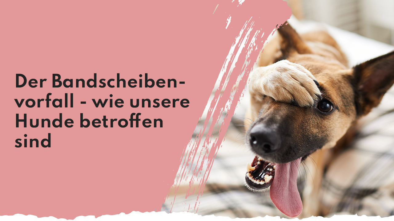 Der Bandscheibenvorfall beim Hund – wie unsere Tiere betroffen sind People Who Kaer Bandscheibenvorfall bei Hunden