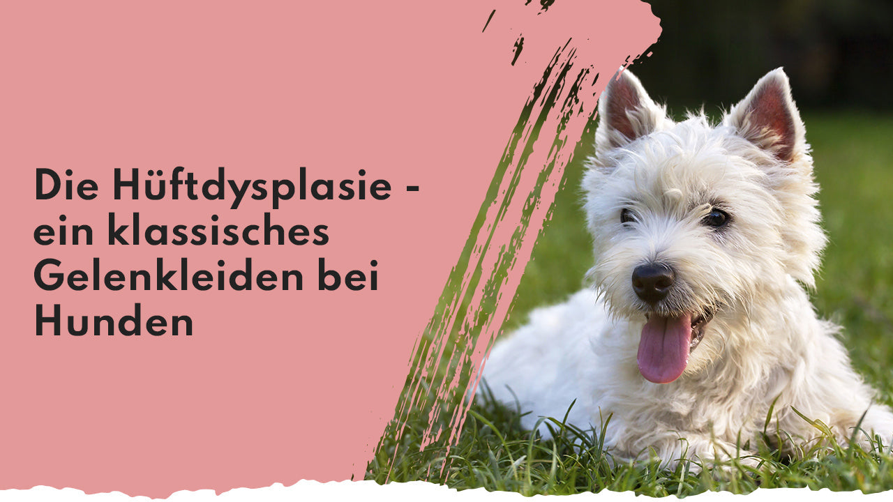 Die Hüftdysplasie beim Hund – erkennen, behandeln, vorbeugen People Who Kaer Hüftdysplasie