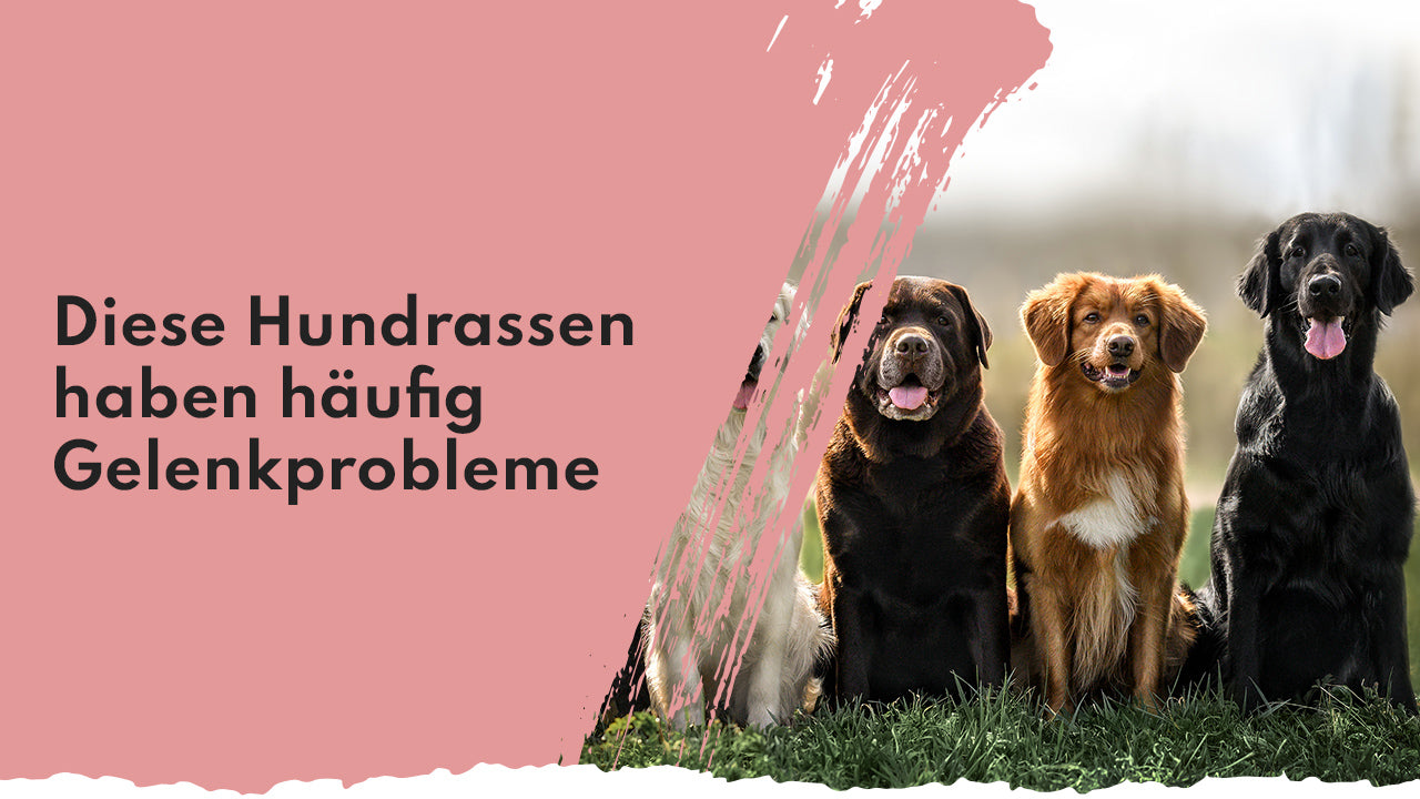 Gelenkbeschwerden bei Hunden - gefährdete Rassen People Who Kaer gefährdete Hunderassen