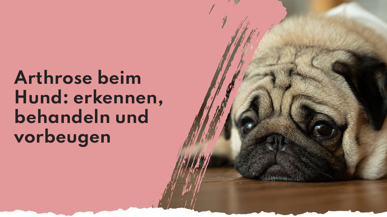 Arthrose beim Hund: Das musst du wissen People Who Kaer Arthrose bei Hunden