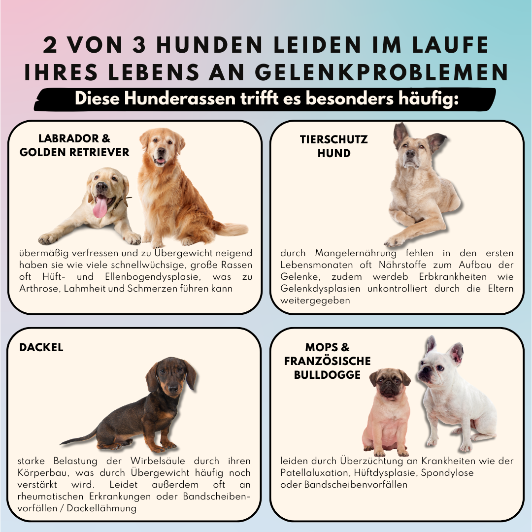 Gelenkpulver für Hunde mit Glucosamin, Grünlippmuschel & Kurkuma (200g) Gelenkpulver für Hunde mit Glucosamin, Grünlippmuschel & Kurkuma (200g)