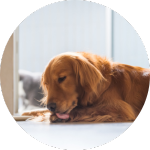 Ständiges Pfotenlecken