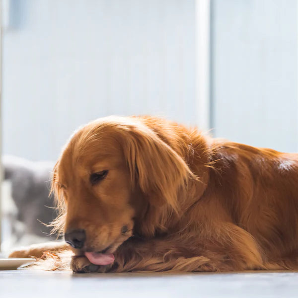 Ständiges Pfotenlecken