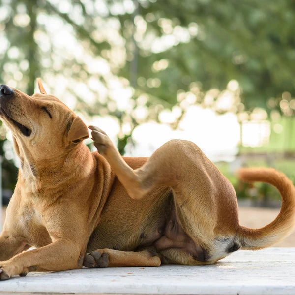 Akuter & anhaltender Juckreiz