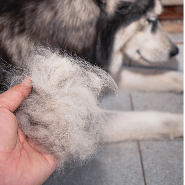 Haarausfall & kahle Stellen im Fell