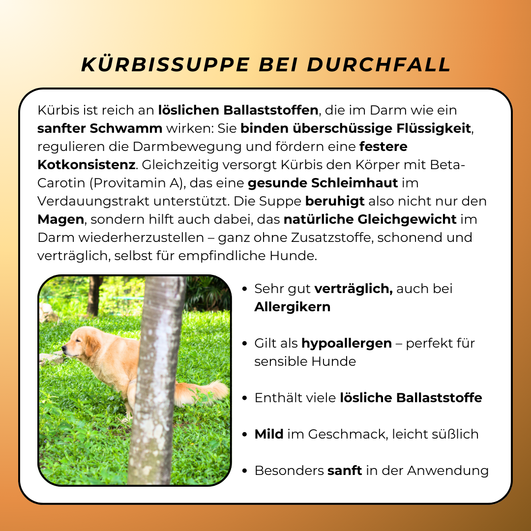 Express Kürbissuppe für Hunde | Sanfte Unterstützung bei Durchfall & sensibler Verdauung (200g) Express Kürbissuppe für Hunde | Sanfte Unterstützung bei Durchfall & sensibler Verdauung (200g)