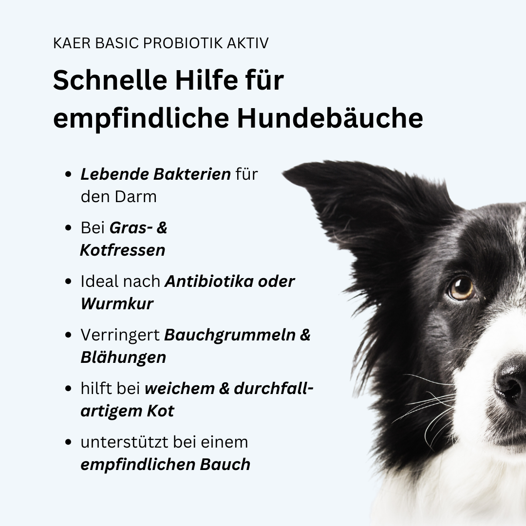 kaer basic Probiotik Aktiv – Natürliches Pulver zum Aufbau der Darmflora. Ideal nach Antibiotika, bei Blähungen oder Kotfressen kaer basic Probiotik Aktiv – Natürliches Pulver zum Aufbau der Darmflora. Ideal nach Antibiotika, bei Blähungen oder Kotfressen
