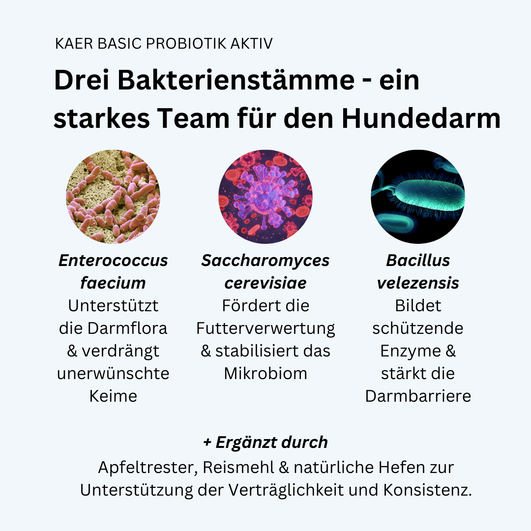 kaer basic Probiotik Aktiv – Natürliches Pulver zum Aufbau der Darmflora. Ideal nach Antibiotika, bei Blähungen oder Kotfressen kaer basic Probiotik Aktiv – Natürliches Pulver zum Aufbau der Darmflora. Ideal nach Antibiotika, bei Blähungen oder Kotfressen