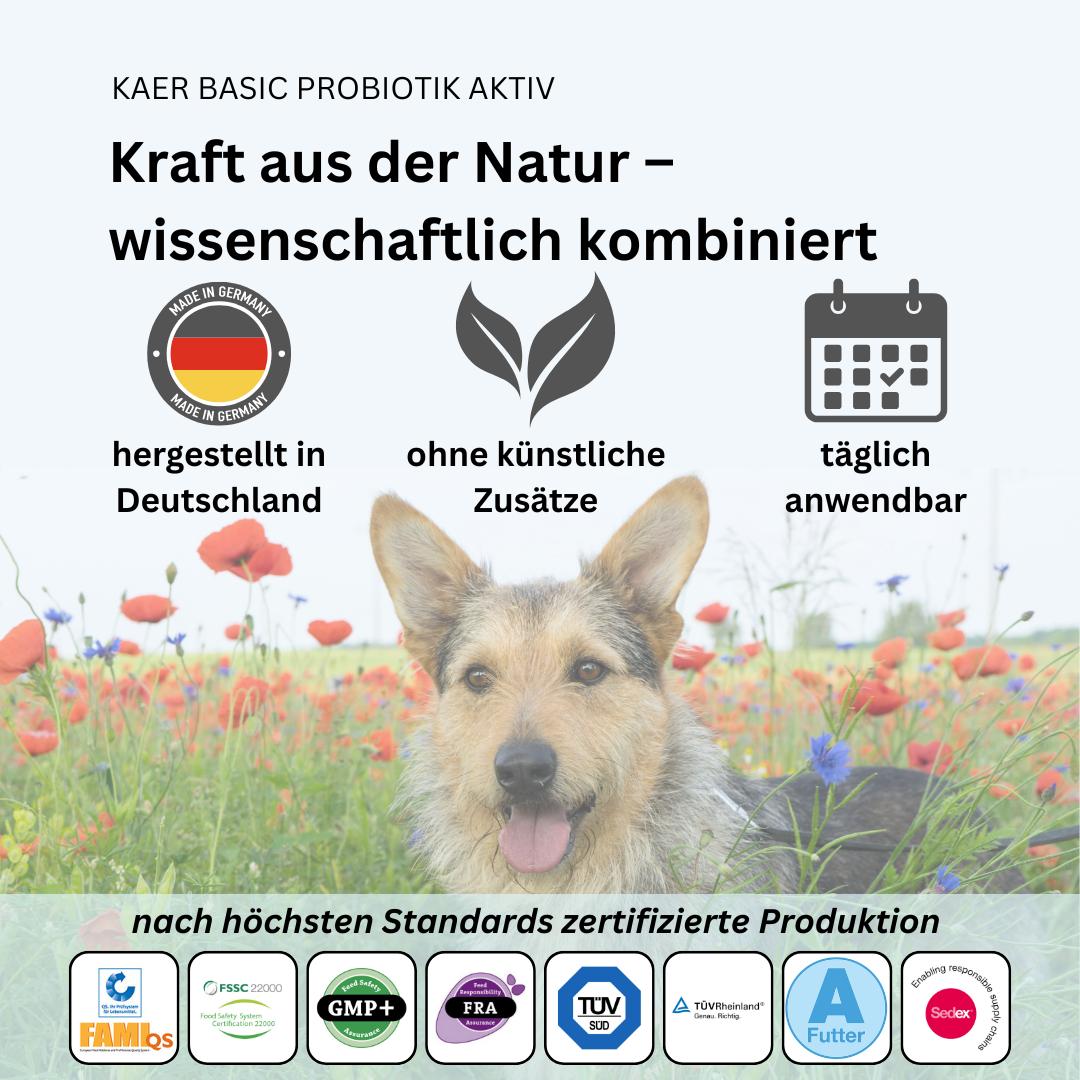 kaer basic Probiotik Aktiv – Natürliches Pulver zum Aufbau der Darmflora. Ideal nach Antibiotika, bei Blähungen oder Kotfressen kaer basic Probiotik Aktiv – Natürliches Pulver zum Aufbau der Darmflora. Ideal nach Antibiotika, bei Blähungen oder Kotfressen