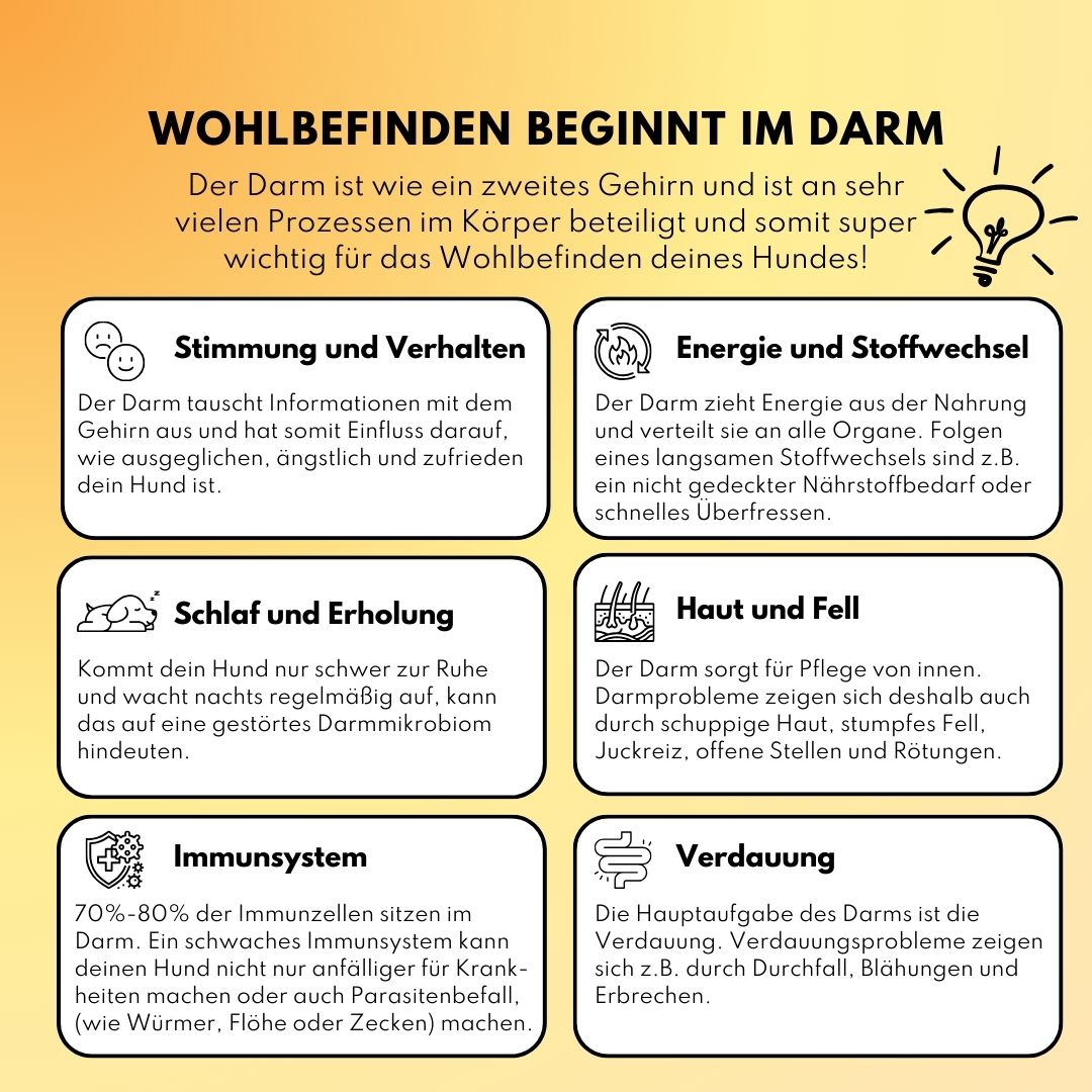 Darm Balance Drops – Vorratsgröße (150 Stk.) | Community Edition mit @richterskleinesrudel_ Darm Balance Drops – Vorratsgröße (150 Stk.) | Community Edition mit @richterskleinesrudel_