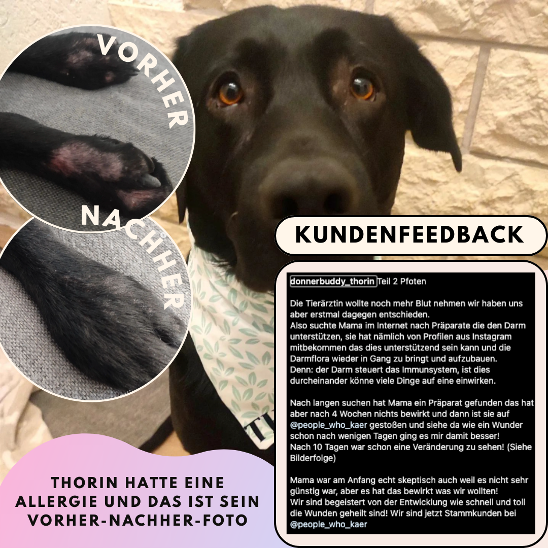 Darmpulver für Hunde mit Prä- & Probiotika, Anis, Kümmel und Flohsamenschalen (200g)