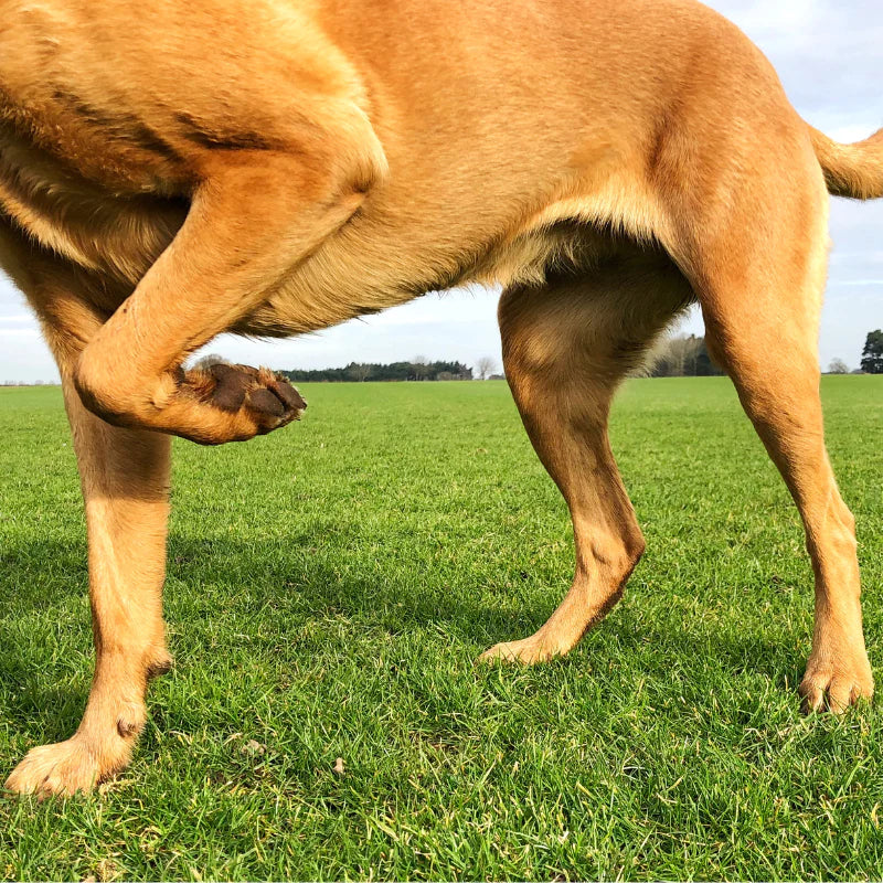 Arthrose