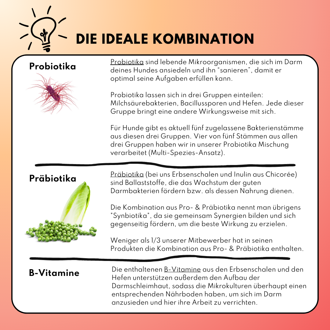 Probiotika Komplex Pulver mit 4 aktiven Bakterienstämmen Probiotika Komplex Pulver mit 4 aktiven Bakterienstämmen
