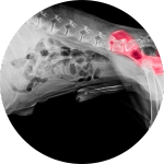 Hüft- oder Ellbogendysplasie