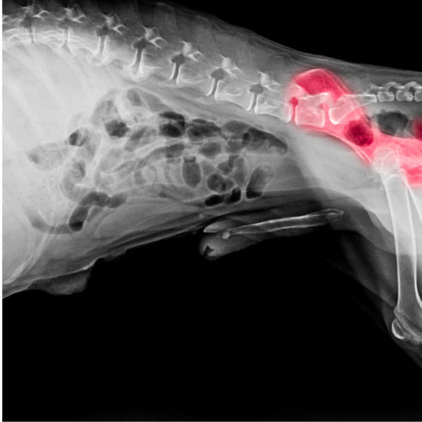 Hüft- oder Ellbogendysplasie