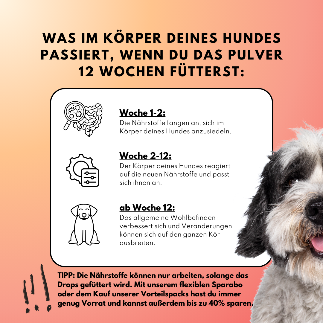 Probiotika Komplex Drops – Vorratsgröße (150 Stk.) | Community Edition mit @richterskleinesrudel_ Probiotika Komplex Drops – Vorratsgröße (150 Stk.) | Community Edition mit @richterskleinesrudel_