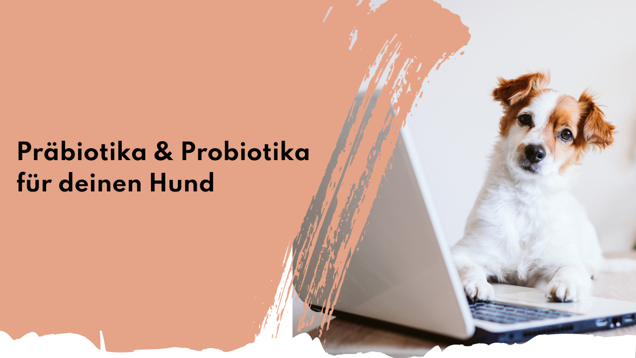 Präbiotika und Probiotika für deinen Hund | people who kaer