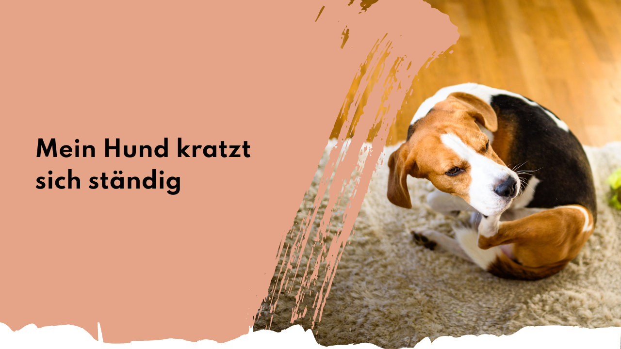 Mein Hund kratzt sich ständig | people who kaer
