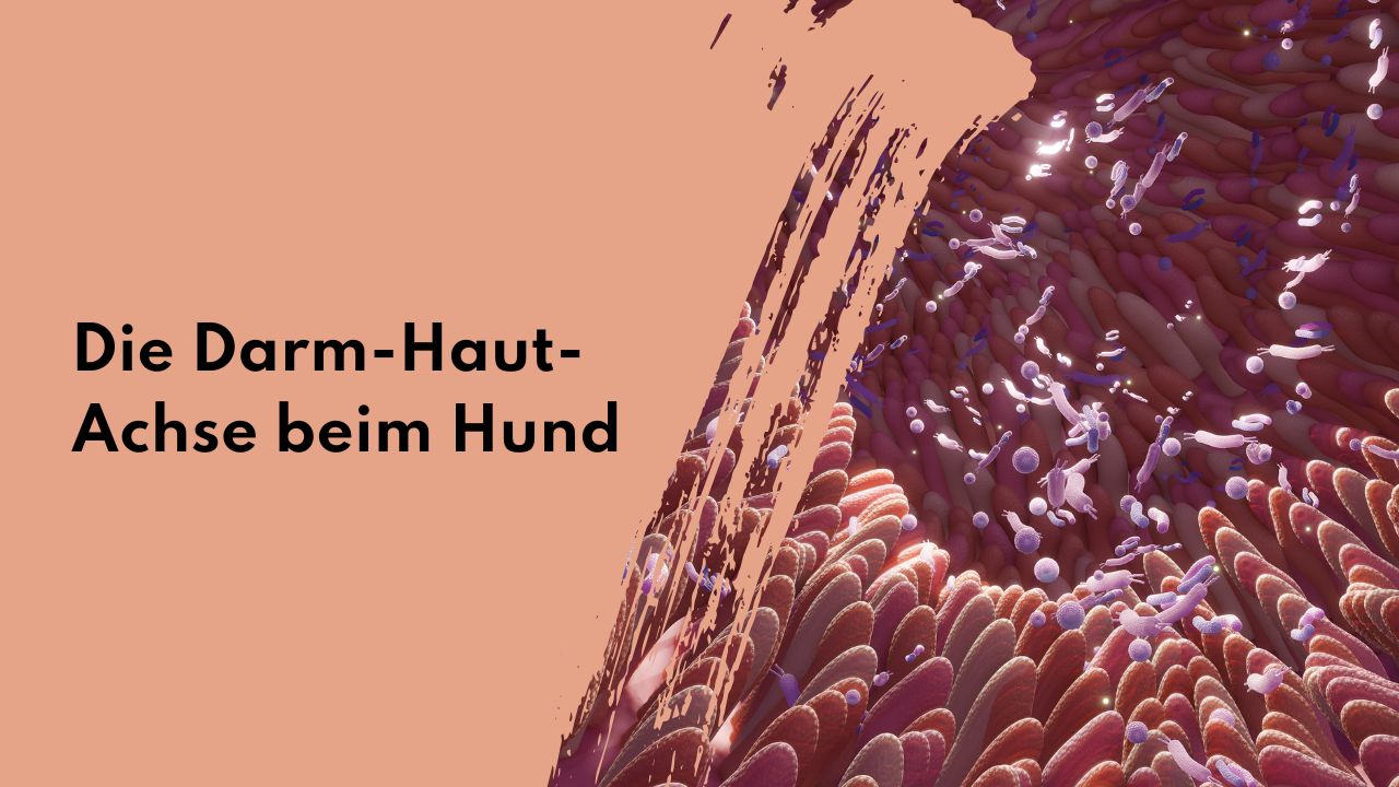 Verbindung zwischen Darm und Haut bei Hunden