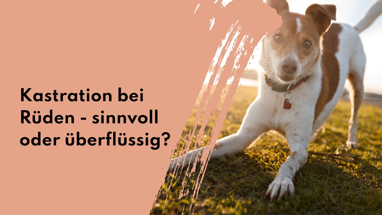 Alternativen zur Kastration bei jungen Rüden – Natürliche Wege statt OP